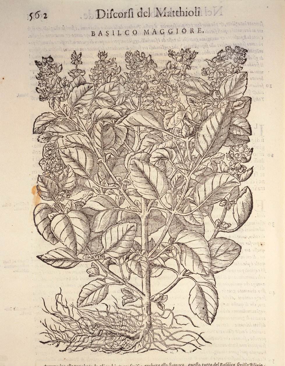 Basilikum (ocymum basilicum), gravering av Pier Andrea Mattioli av Pietro Andrea Mattioli