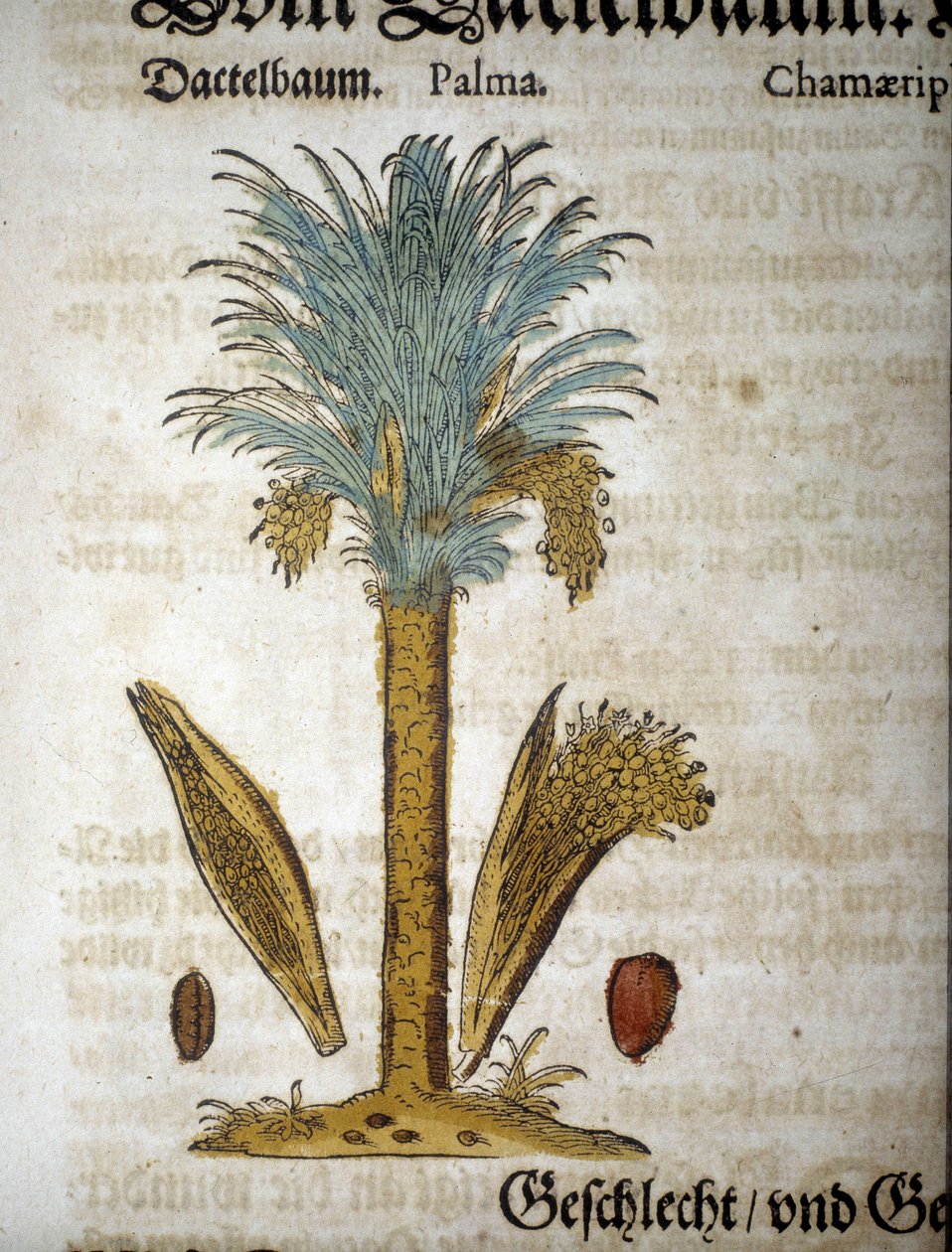 Botanisk tavle: Palmetre med dadler - I "" herbarium mattioli"". av Pietro Andrea Mattioli