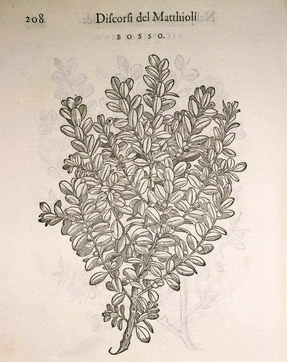 Vanlig boks eller buksbom (Buxus sempervirens), gravering av Pier Andrea Mattioli av Pietro Andrea Mattioli
