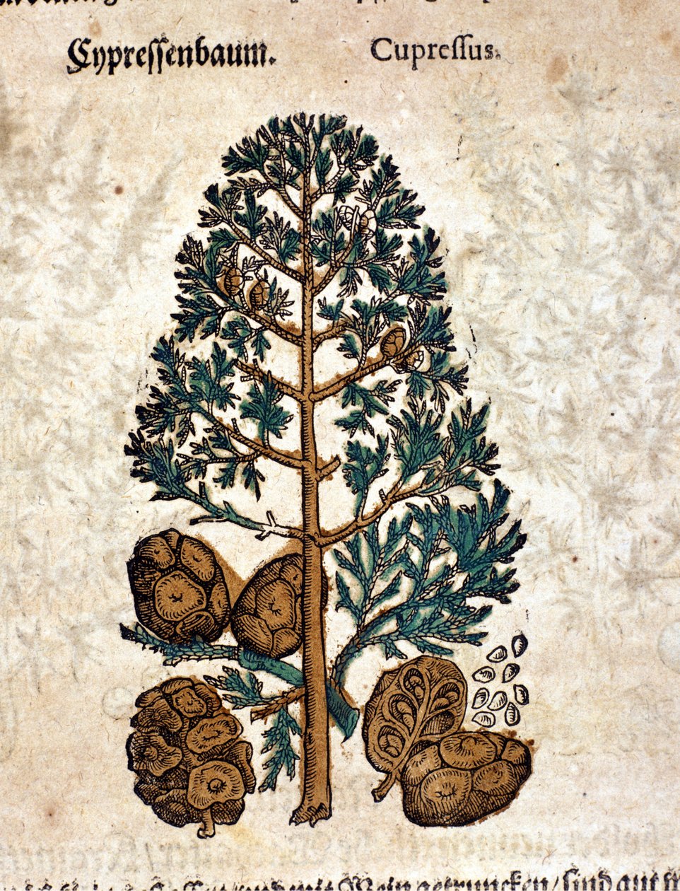 Cyberkjegle. Gravering - i "" Kreutterbuch Dess høyt lærde og velkjente Mr. D. Petri Andreae Matthioli"" av Pietro Andrea Mattioli (Matthiole) (1500-1577). Frankfurt av Pietro Andrea Mattioli
