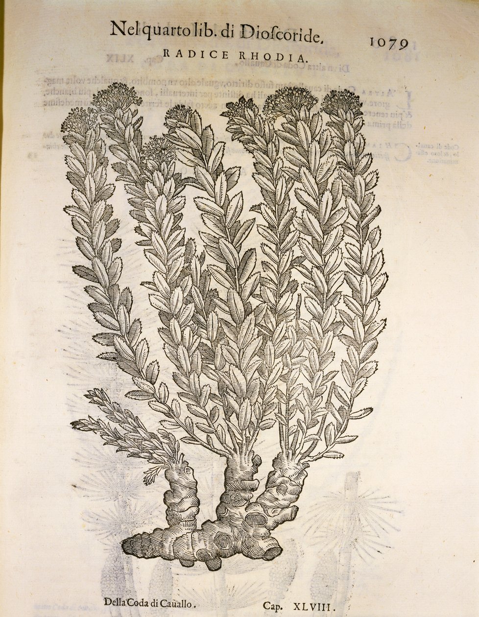 Golden Root eller Roseroot (Rhodiola rosea), gravering av Pier Andrea Mattioli av Pietro Andrea Mattioli