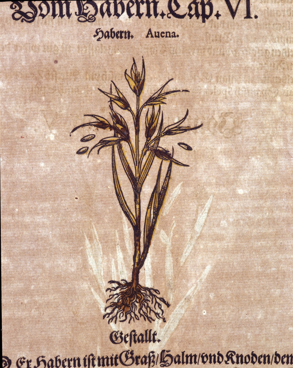 Herbarium: havre. Gravering - i "" Kreutterbuch Dess høyt lærde og velkjente Mr. D. Petri Andreae Matthioli"" av Pietro Andrea Mattioli (Matthiole) av Pietro Andrea Mattioli