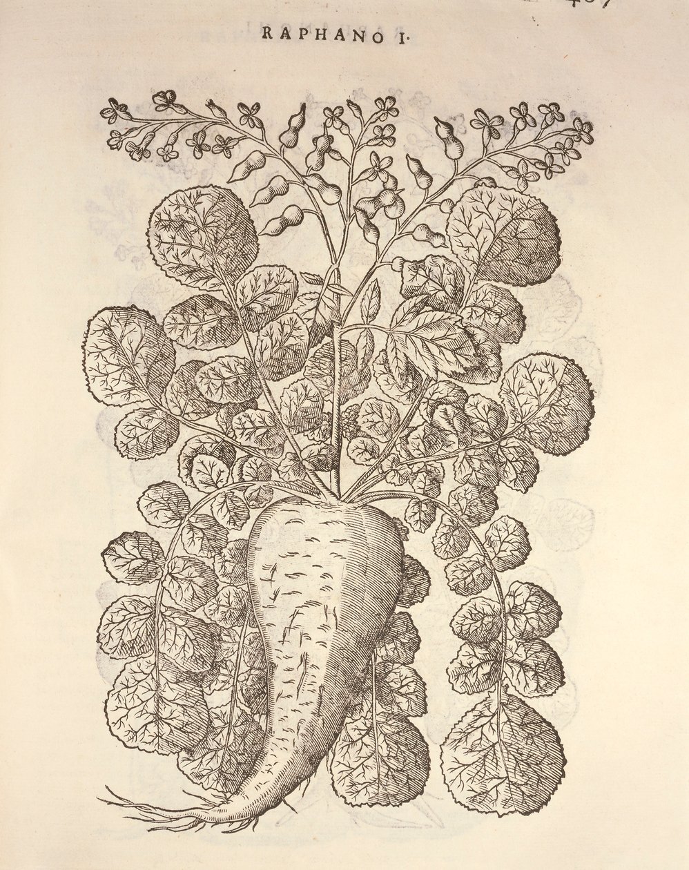 Pepperrot (Armoracia rusticana), gravering av Pier Andrea Mattioli av Pietro Andrea Mattioli
