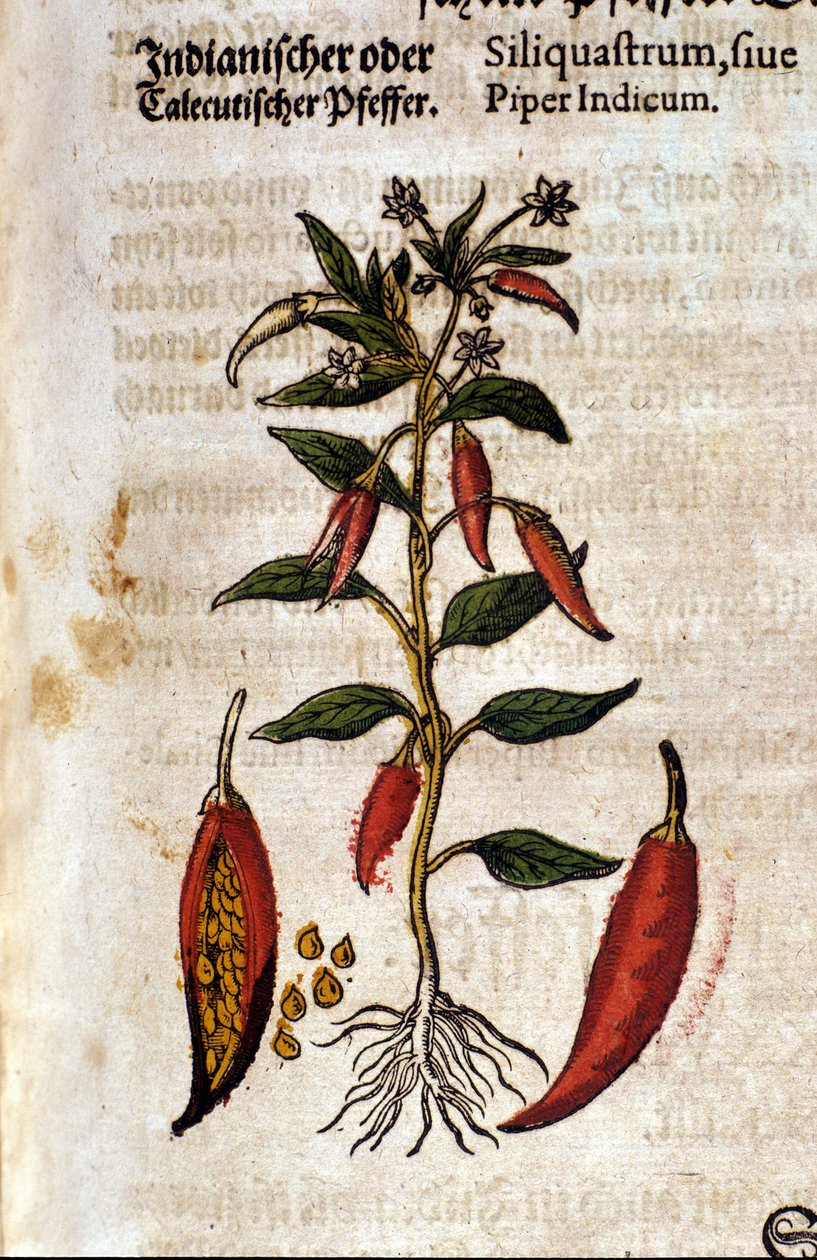 Indisk pepper. Gravering - i "" Kreutterbuch Dess høyt lærde og velkjente Mr. D. Petri Andreae Matthioli"" av Pietro Andrea Mattioli (Matthiole) (1500-1577). Frankfurt av Pietro Andrea Mattioli