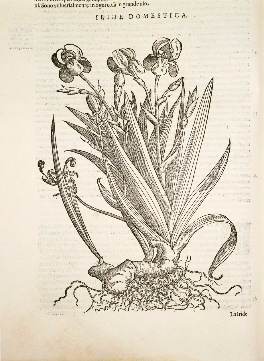 Iris (Domestic iris), gravering av Pier Andrea Mattioli av Pietro Andrea Mattioli