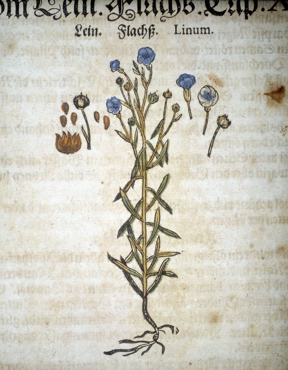 Lin eller Linum - I ""Herbarium Mattioli"". av Pietro Andrea Mattioli