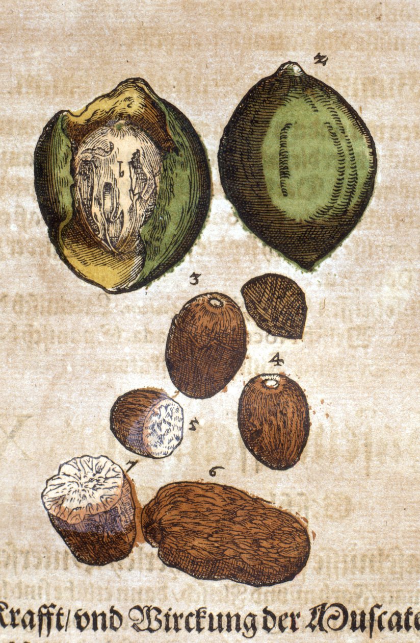 Noix de muscade. Dyptrykk - i "" Kreutterbuch Dess høyt lærde og velkjente Mr. D. Petri Andreae Matthioli"" av Pietro Andrea Mattioli (Matthiole) (1500-1577). Frankfurt av Pietro Andrea Mattioli