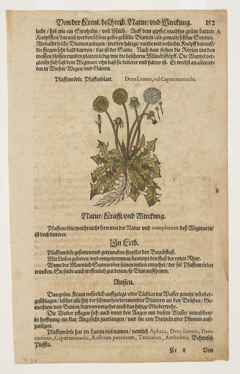  av Pietro Andrea Mattioli