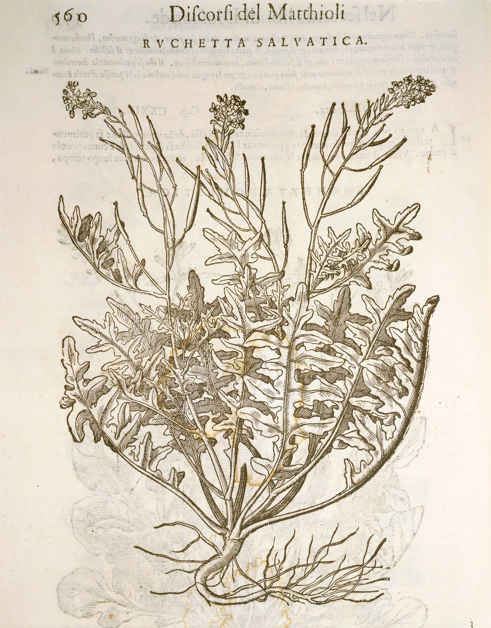 Rakett eller ruccola (Eruca sativa), gravering av Pier Andrea Mattioli av Pietro Andrea Mattioli