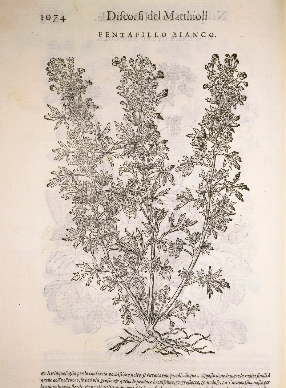 Silverweed (Potentilla alba), gravering av Pier Andrea Mattioli av Pietro Andrea Mattioli