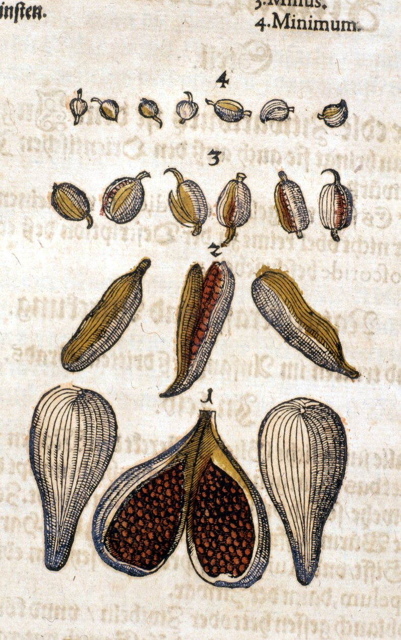 Kardemommen. Gravering - i "" Kreutterbuch dess høyt lærde og velkjente Mr. D. Petri Andreae Matthioli"" av Pietro Andrea Mattioli (Matthiole) (1500-1577). Frankfurt av Pietro Andrea Mattioli