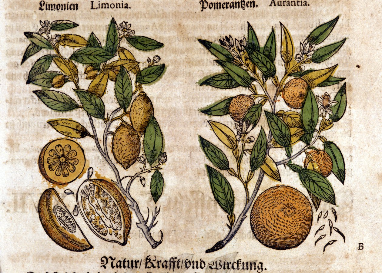 Sitrusen. Appelsin og sitrontre. Gravering - i "" Kreutterbuch dess høyt lærde og velkjente Mr. D. Petri Andreae Matthioli"" av Pietro Andrea Mattioli (Matthiole) (1500-1577). Frankfurt av Pietro Andrea Mattioli