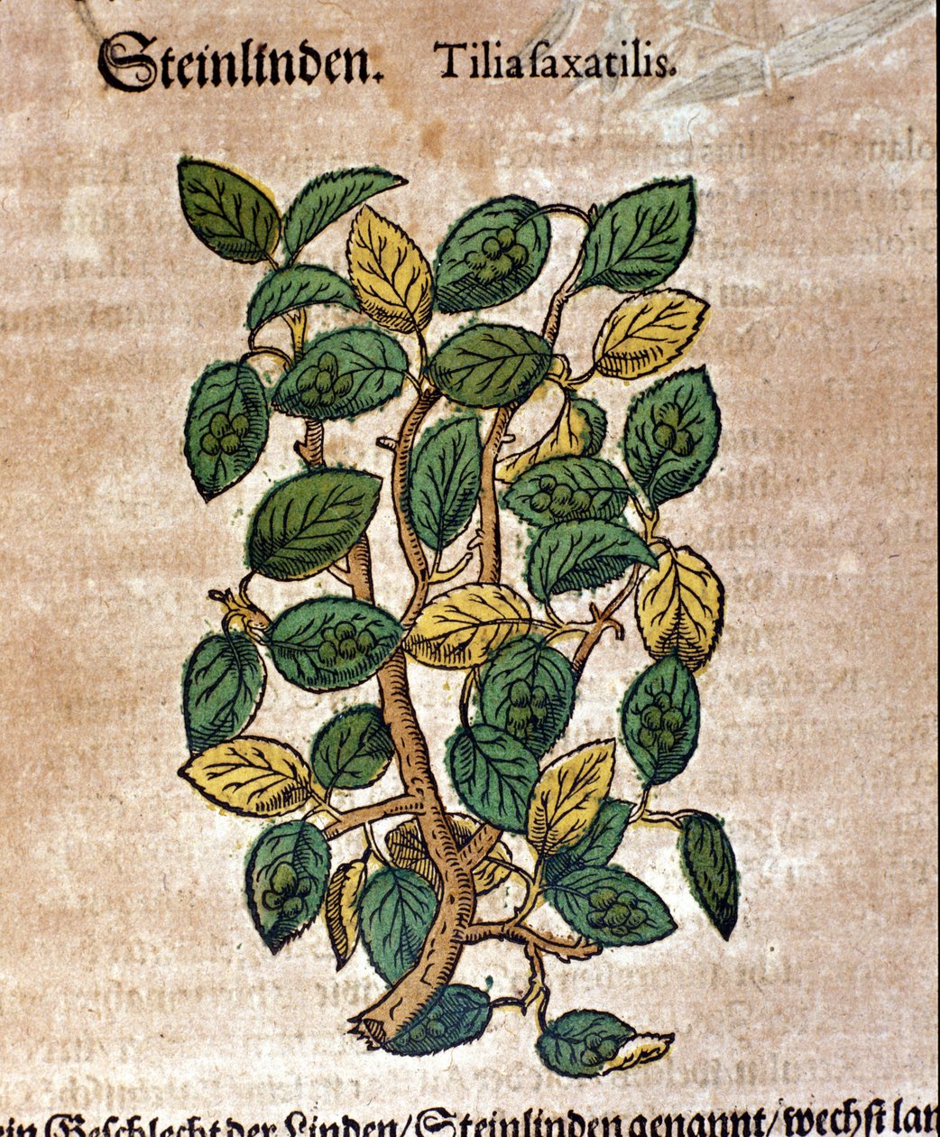 Linden. Gravering - i "" Kreutterbuch Dess høyt lærde og velkjente Mr. D. Petri Andreae Matthioli"" av Pietro Andrea Mattioli (Matthiole) (1500-1577). Frankfurt av Pietro Andrea Mattioli