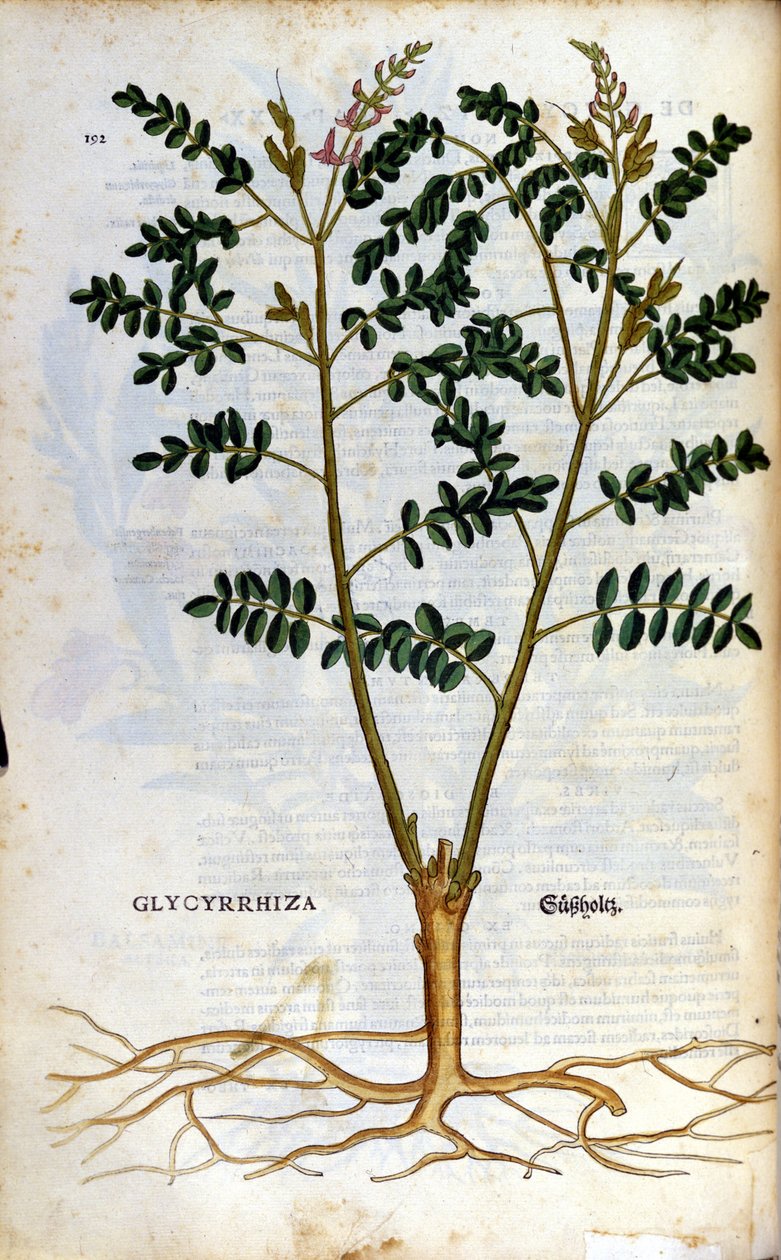 Lakrisen. Gravering - i "" Kreutterbuch dess høyt lærde og velkjente Mr. D. Petri Andreae Matthioli"" av Pietro Andrea Mattioli (Matthiole) (1500-1577). Frankfurt av Pietro Andrea Mattioli