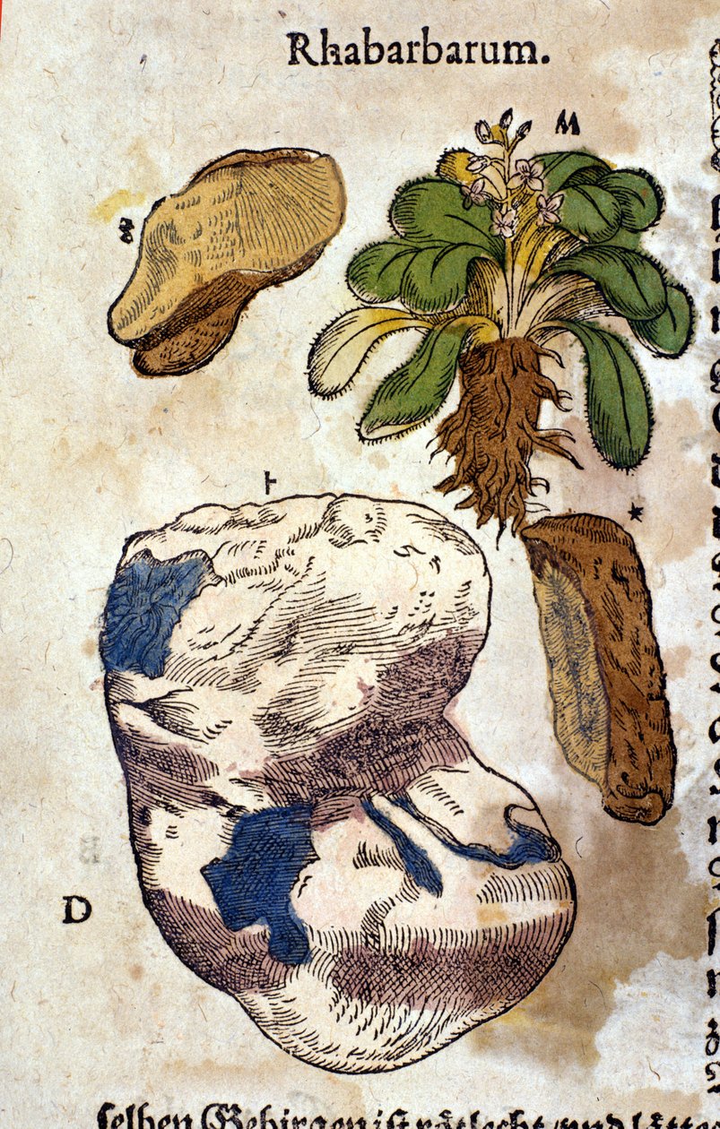 Rabarbraen. Gravering - i "" Kreutterbuch dess høyt lærde og velkjente Mr. D. Petri Andreae Matthioli"" av Pietro Andrea Mattioli (Matthiole) (1500-1577). Frankfurt av Pietro Andrea Mattioli