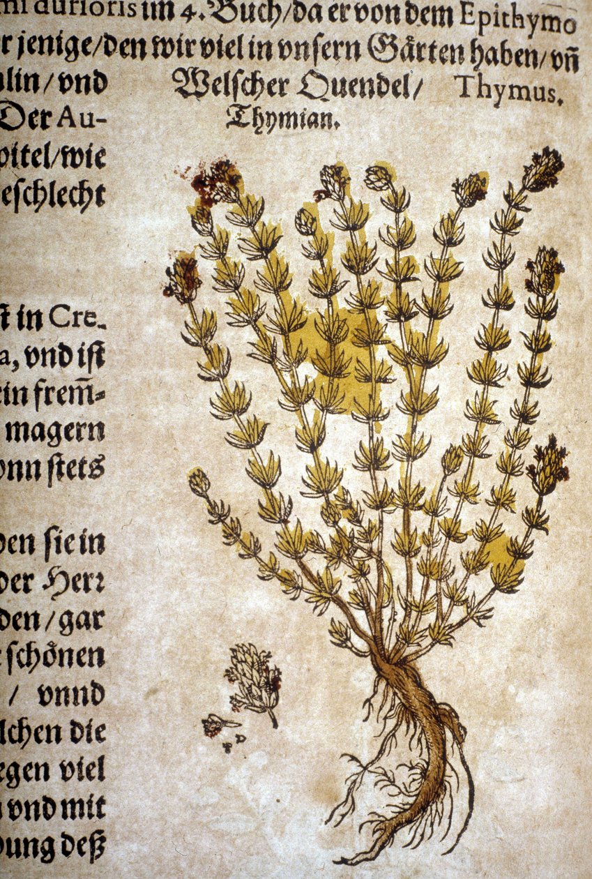 Timian (Thymus) - I "The Mattioli Herbarium". av Pietro Andrea Mattioli