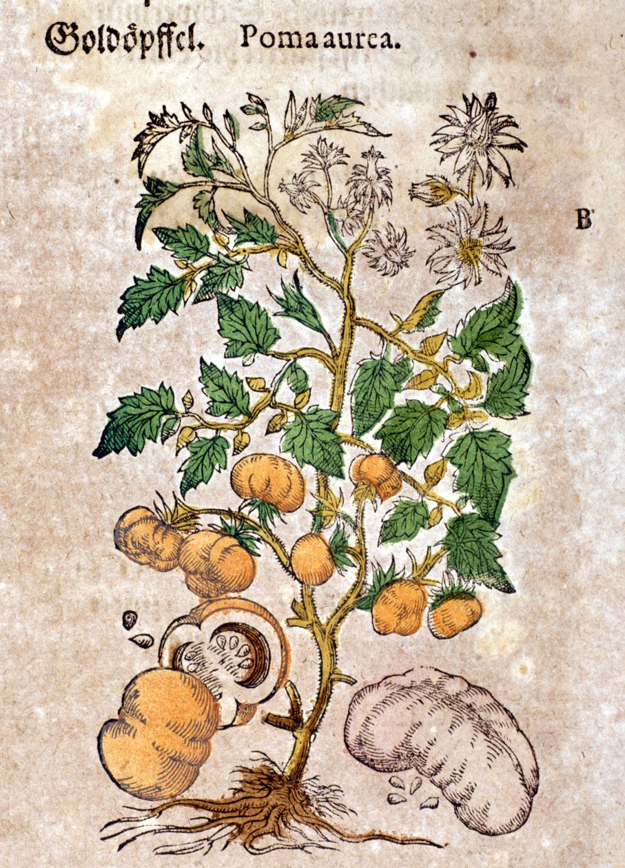 tomat. Gravering - i "" Kreutterbuch Dess høyt lærde og velkjente Mr. D. Petri Andreae Matthioli"" av Pietro Andrea Mattioli (Matthiole) (1500-1577). Frankfurt av Pietro Andrea Mattioli
