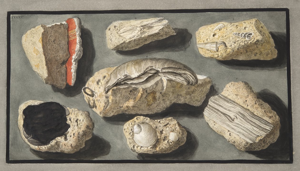 Eksemplarer av Tufa funnet i og rundt Herculaneum, plate XXXXV, fra 