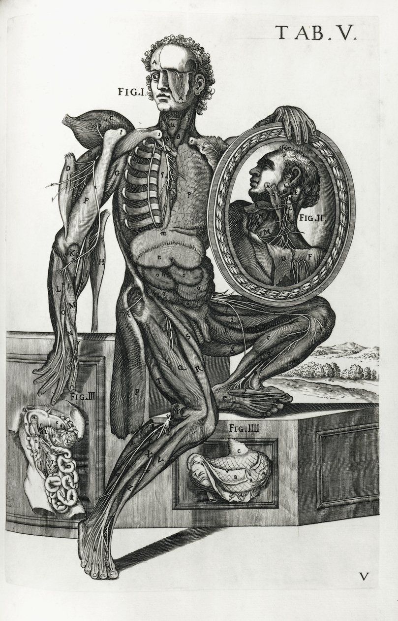 Plate V fra 
