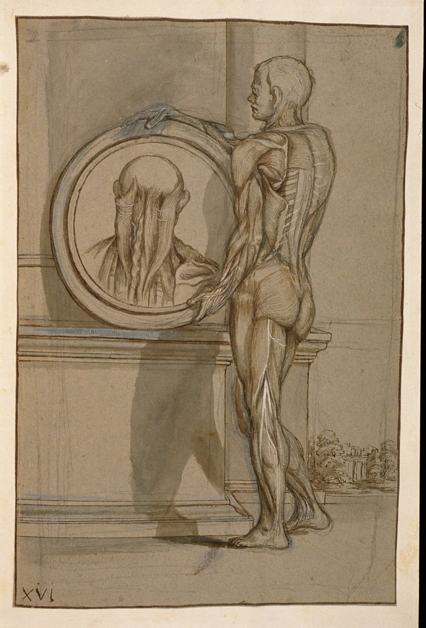 Ms Hunter 653 Plate XVI, anatomisk tegning, ca. 1610 (blyant og kritt på papir) av Pietro da Cortona