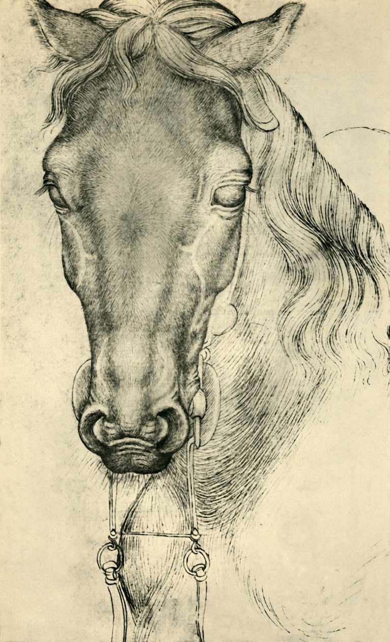 Hodet for en hest, c1420-1455, 1943. av Antonio Pisanello