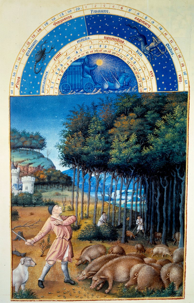 November: slakting av eikenøtter. Miniatyr i «The very rich hours of the Duke of Berry» av Pol De Limburg (1400-tallet). Chantilly, Musee Conde av Pol de Limbourg