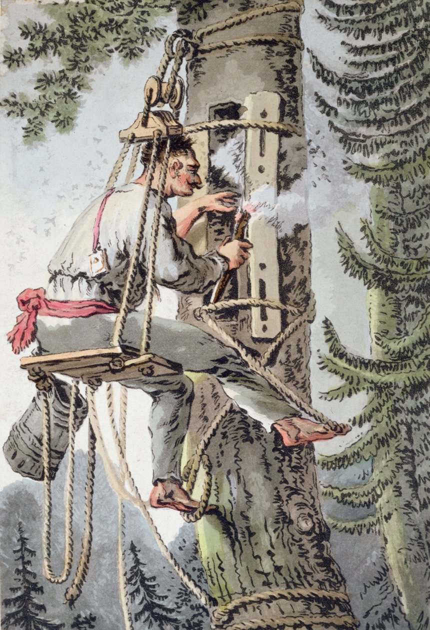 Bonde i Podlaskie-provinsen i Polen samler honning, tidlig på 1800-tallet (farge litho) av Polish School
