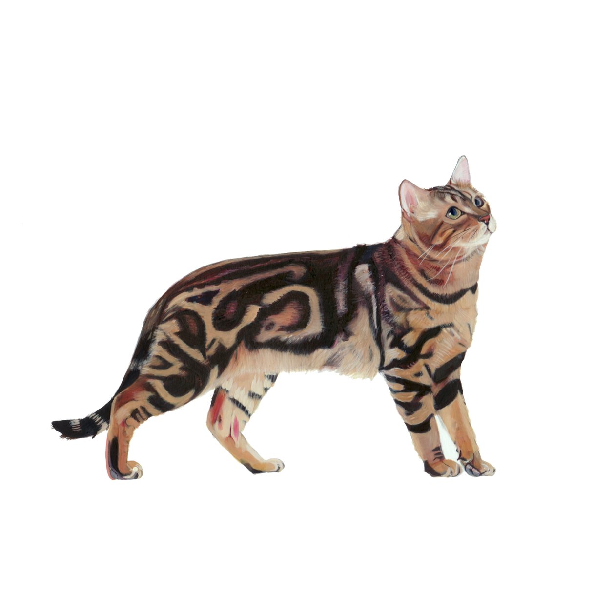 Bengal, 2014 (akvarell og gouache på papir) av Polly Horner