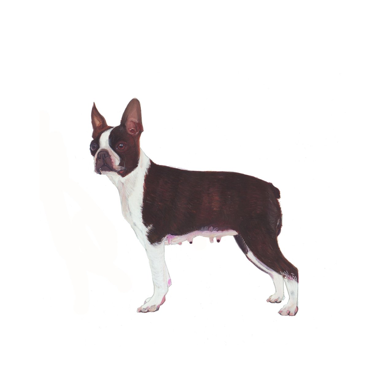 Bostonterrier, 2011 (akvarell og gouache på papir) av Polly Horner