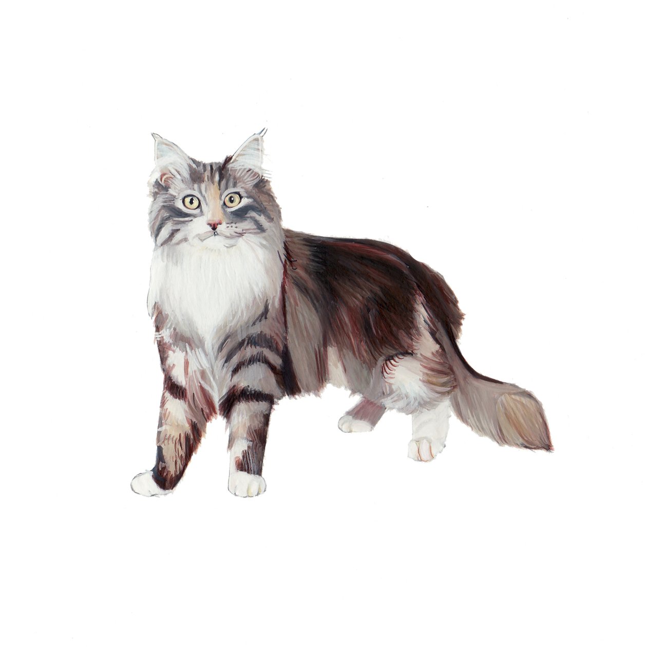 Marine Coon Cat, 2014 (akvarell og gouache på papir) av Polly Horner
