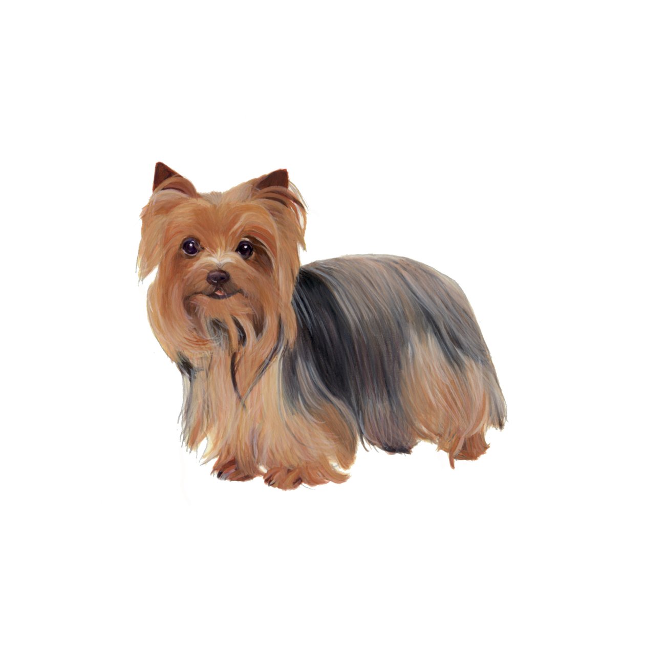 Yorkshire terrier, 2011 (akvarell og gouache på papir) av Polly Horner
