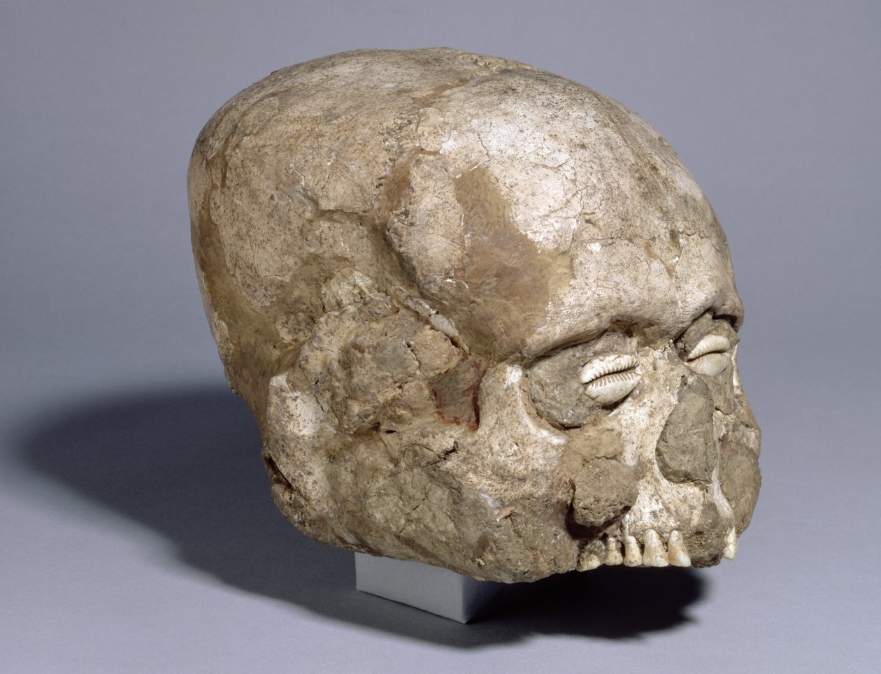 Portretthodeskalle med cowrie-skalløyne, Jericho, ca. 7. årtusen f.Kr. (hodeskalle, gips, skall) av Prehistoric