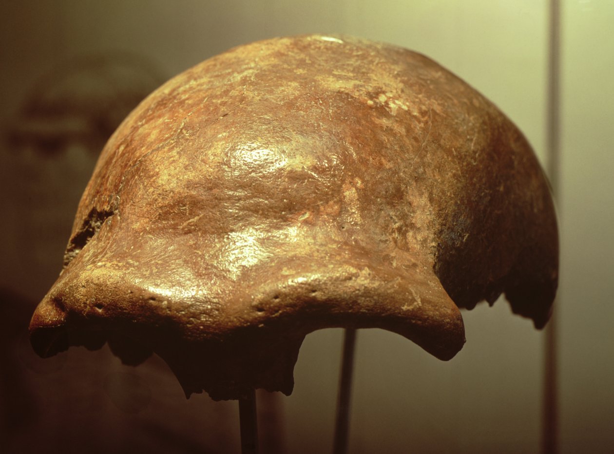 Kranium av en neandertaler (bein) av Prehistoric