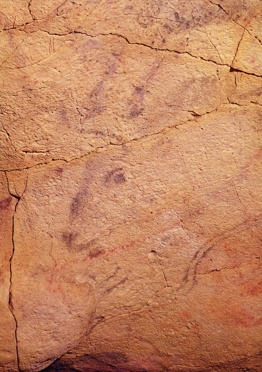 Hodet for en liten hjort, fra hulene ved Altamira, ca. 15000-8000 f.Kr. (hulemaleri) av Prehistoric