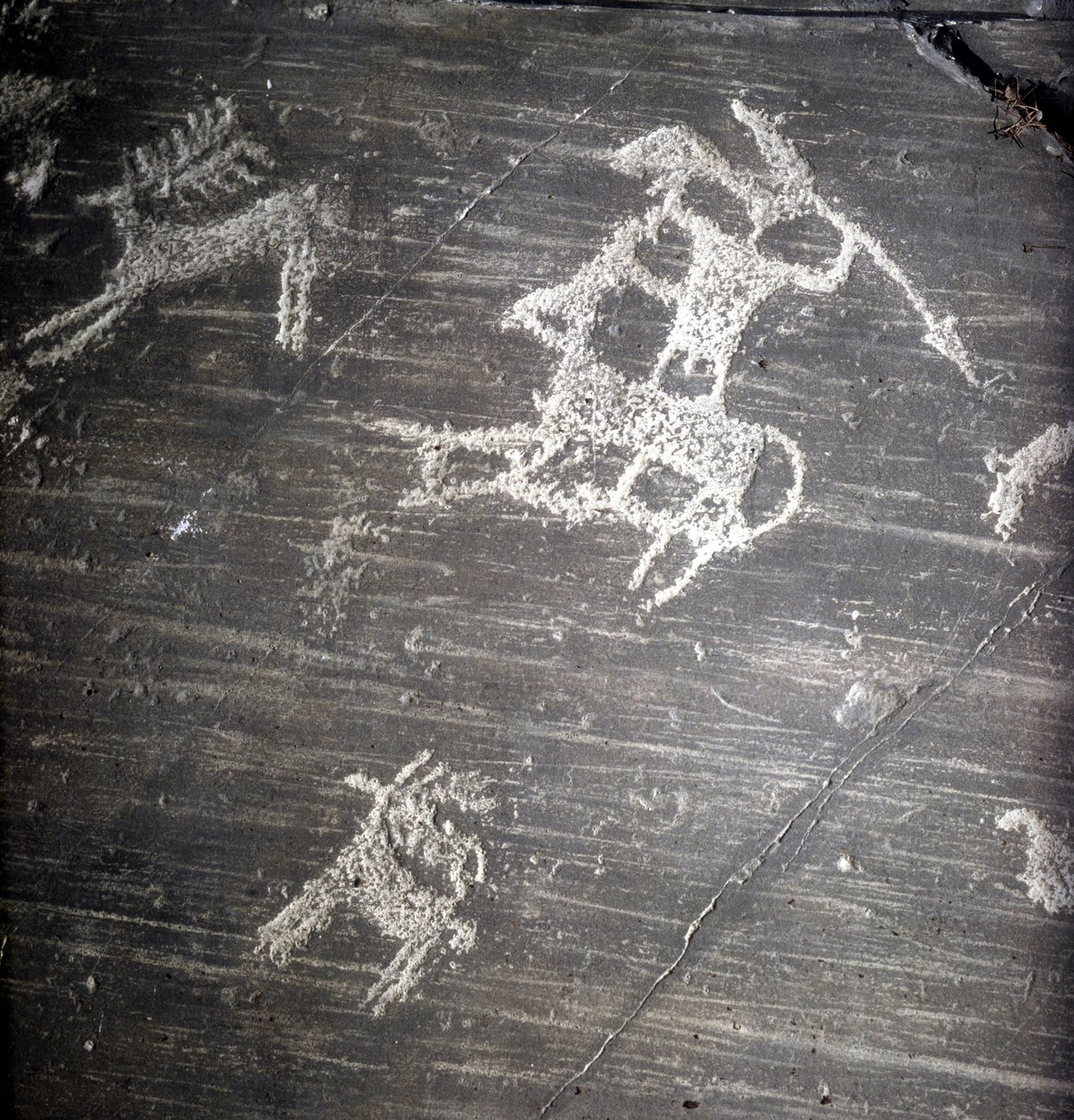 Camunni sivilisasjon, forhistorie, bergkunst: gravstein, som representerer jegere og hjort. Rocher de Naquane, i Valcamonica (Val Camonica) av Prehistoric Prehistoric
