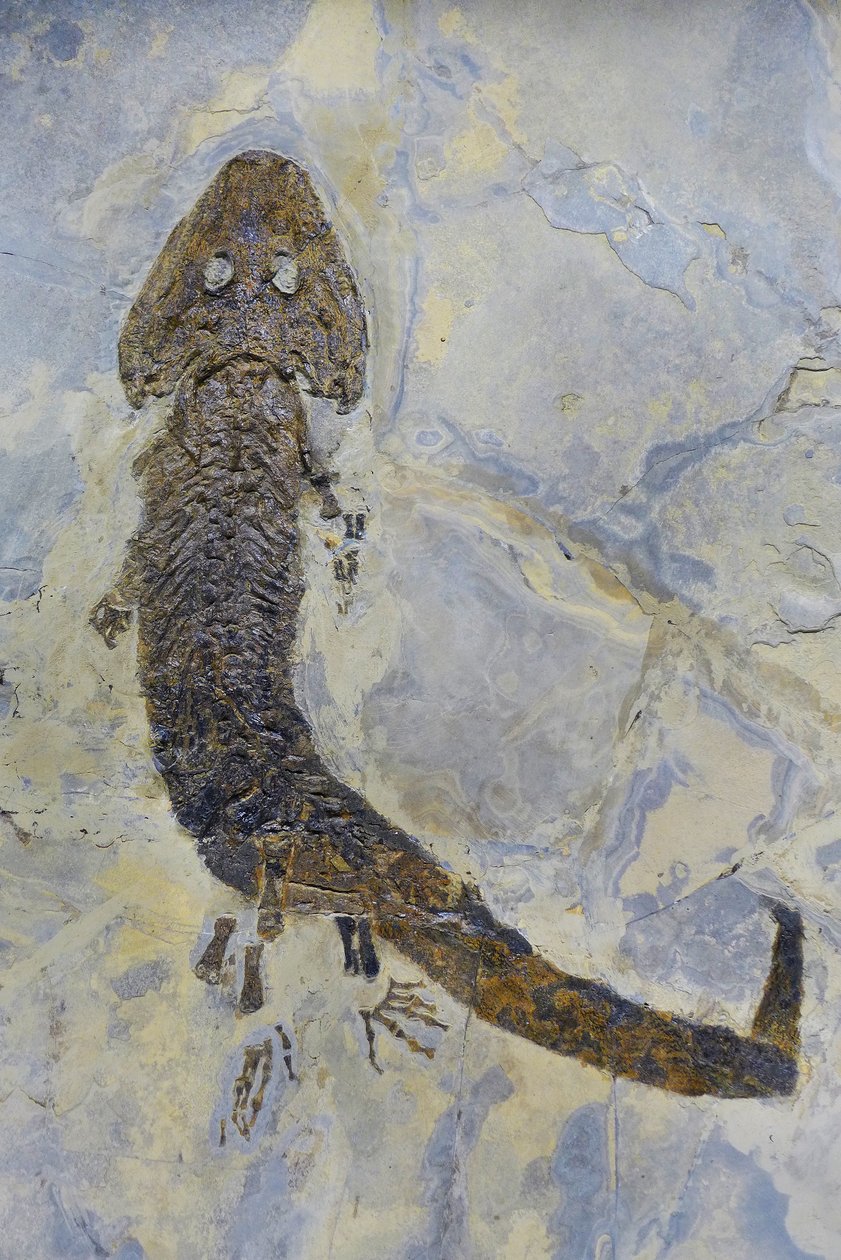 Fossilt fotavtrykk av Sclerocephalus sp, perm amfibie (objekt) av Prehistoric Prehistoric