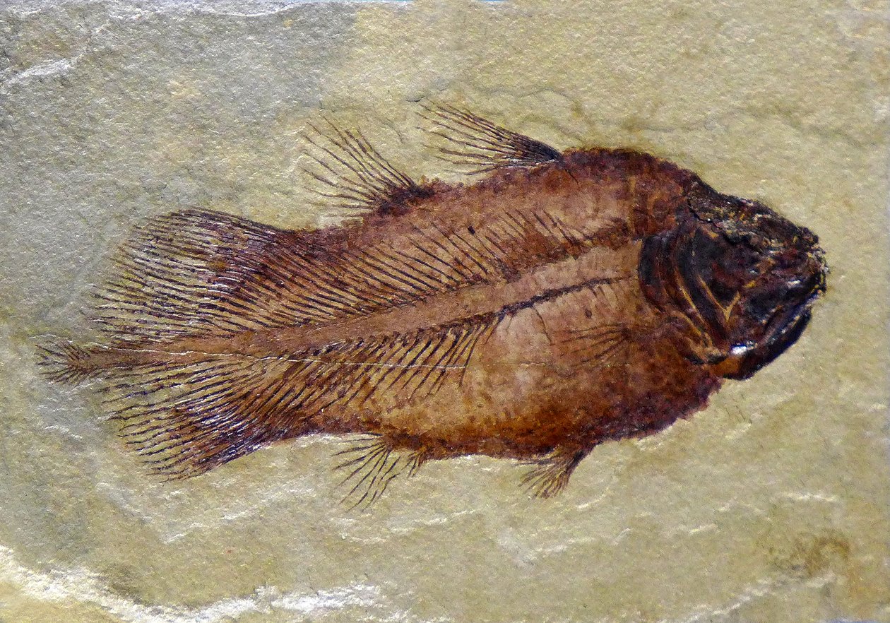 Fossilt fotavtrykk av karbon-coelacanth (objekt) av Prehistoric Prehistoric