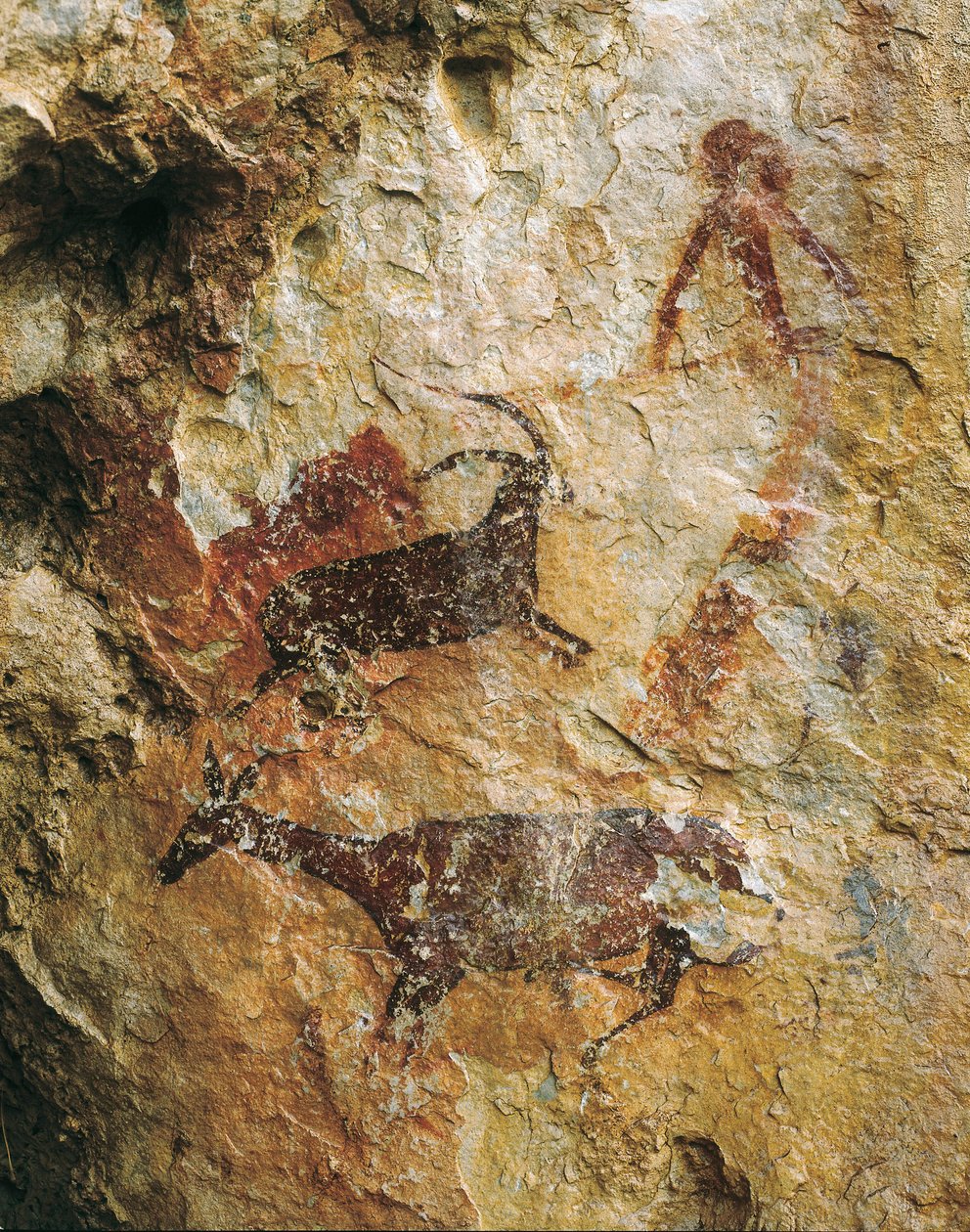 Jaktscene med en hjort og en steinbukk (25000-15000 f.Kr.). Øvre paleolittisk. El Perello, grotten til La Cabra Freixet. av Prehistoric Prehistoric
