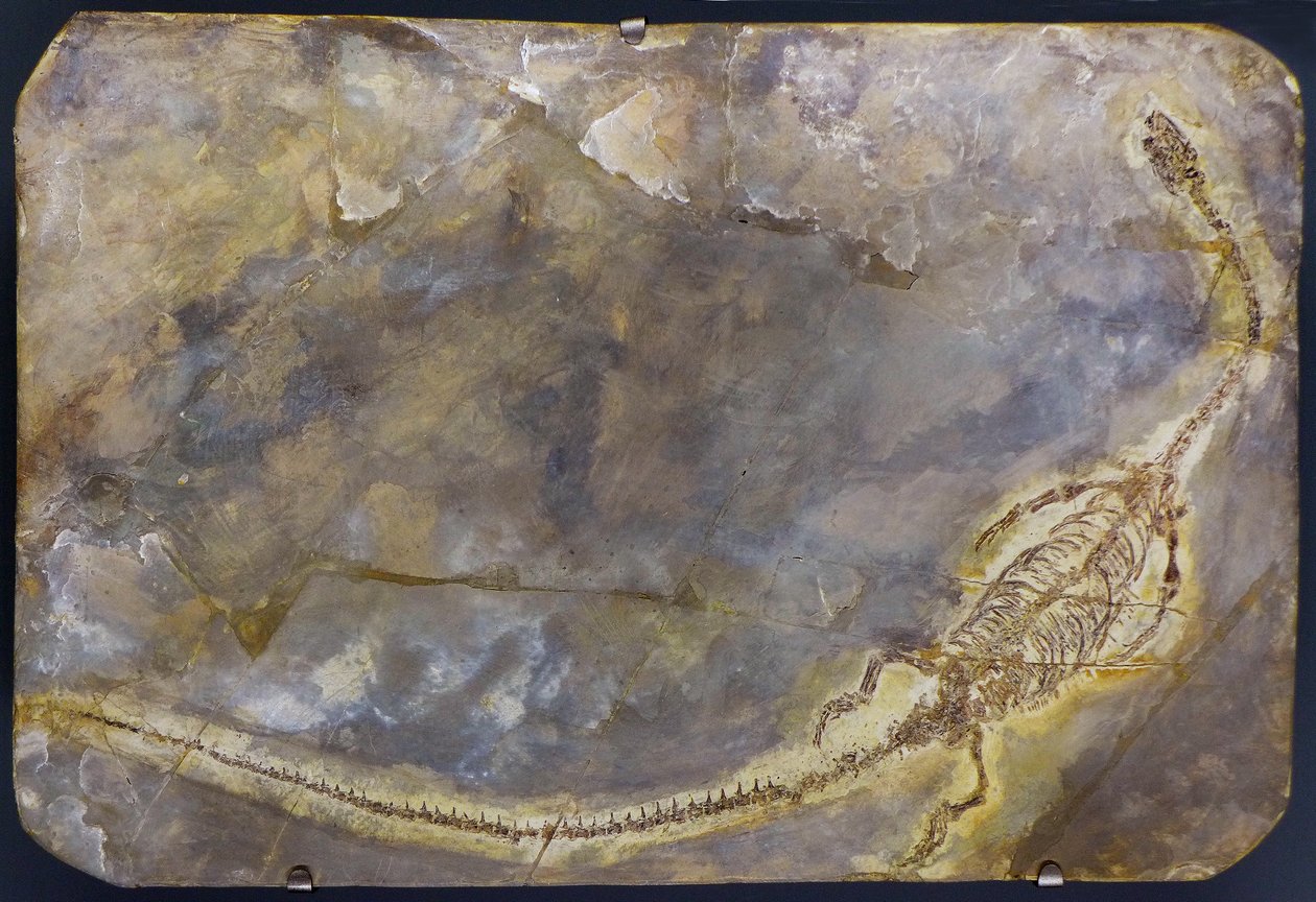 Hyphalosaurus lingyuanensis fossil (vare) av Prehistoric Prehistoric