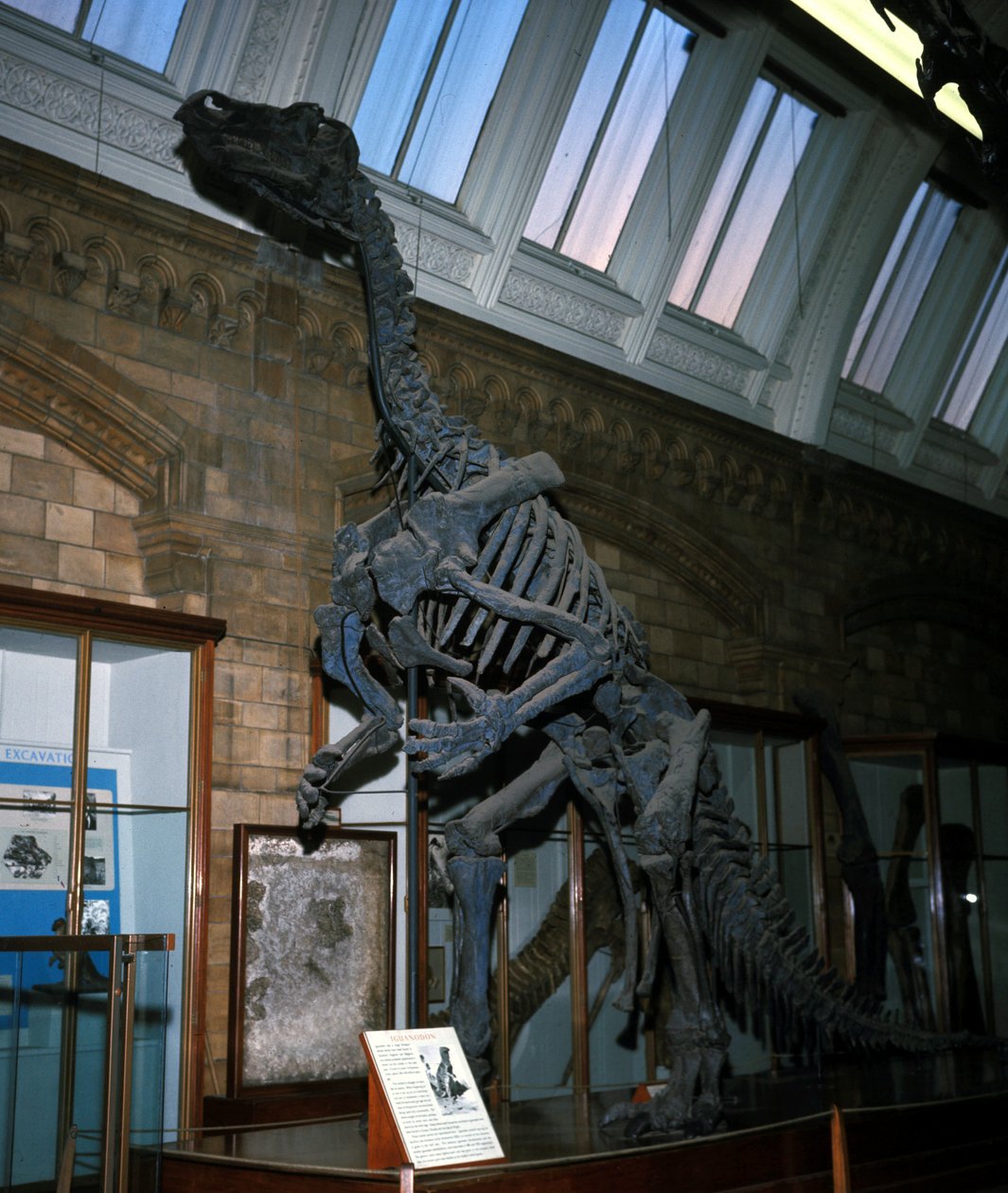 Iguanodon av Prehistoric Prehistoric