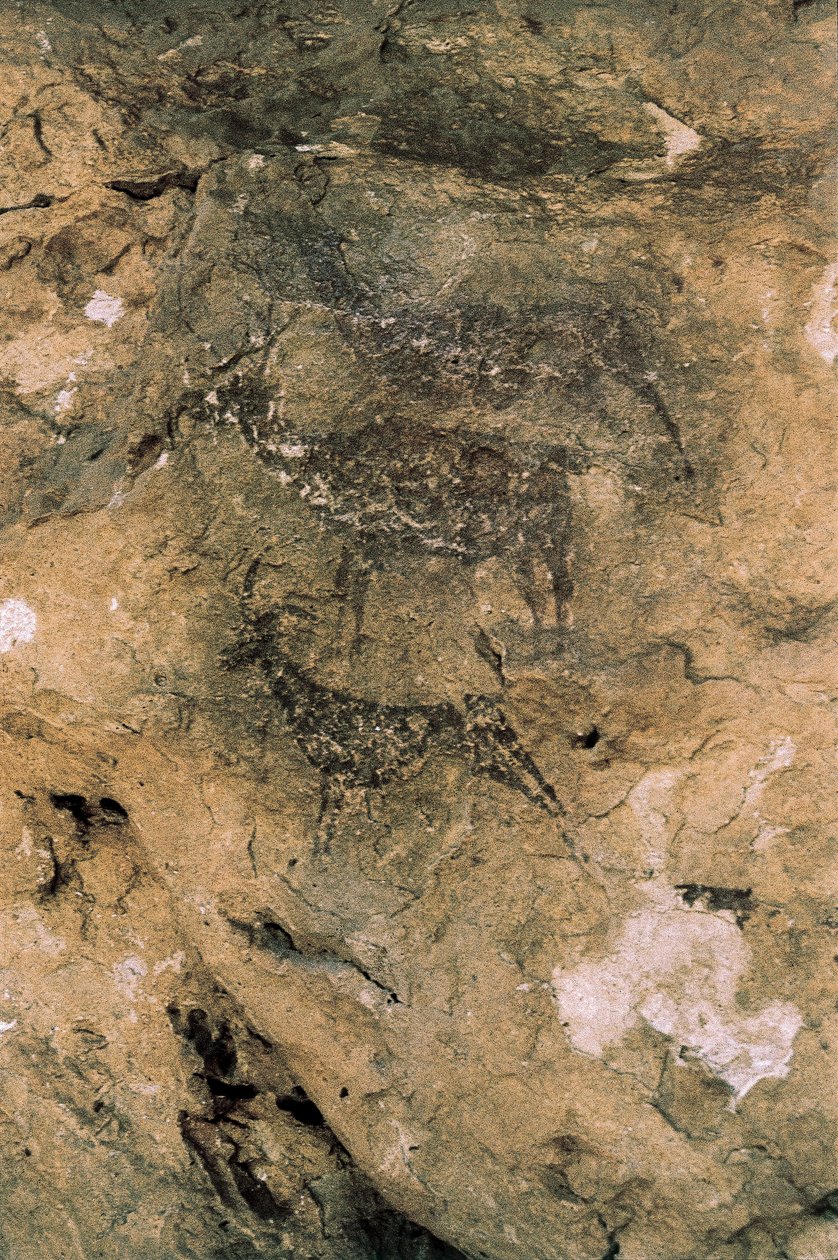 Mesolittisk bergkunst: Hjort og geiter (8000-7000 f.Kr.), Spania, Bicorp, La Arana-hulen (maleri) av Prehistoric Prehistoric