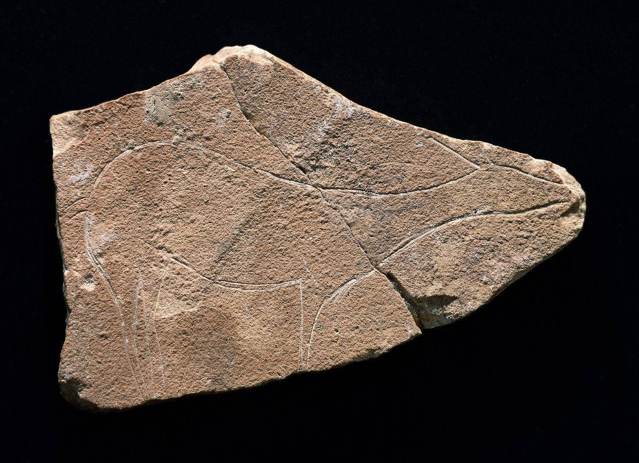 Petroglyph som representerer en hjort, Parpallo Cave, Spania. Øvre paleolittisk, Solutreen (gravering) av Prehistoric Prehistoric