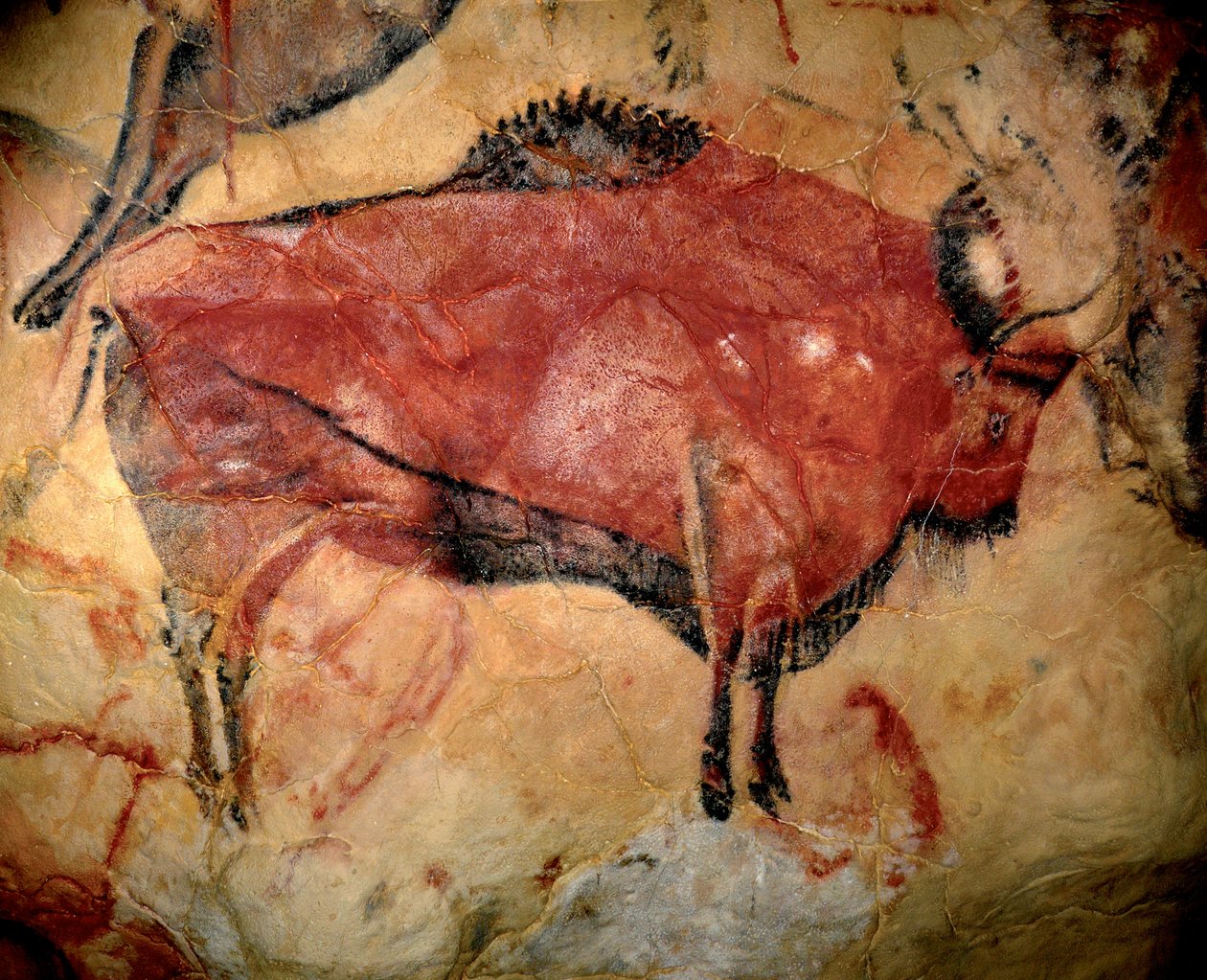 Forhistorie, øvre paleolittisk kunst: en bison eller urokse, parietalmaleri i hulen i Altamira (Spania), kull og rød oker, mellom 35.000 og 11.000 f.Kr. av Prehistoric Prehistoric