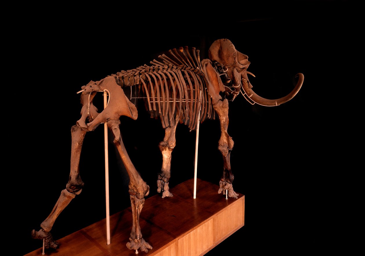 Forhistorie, dinosaur: mammutskjelett, Paris, naturhistorisk museum av Prehistoric Prehistoric