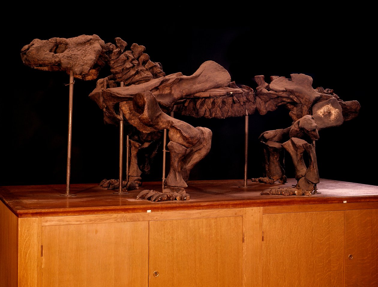 Forhistorie; dinosaurer: skjelett av ichthyosaur. Paris, naturhistorisk museum av Prehistoric Prehistoric