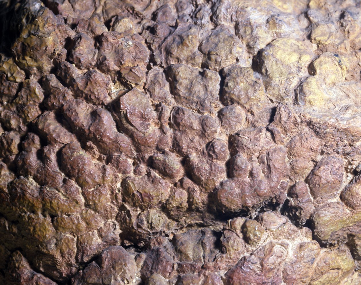 Forhistorie: Collenia-bergart av stromatolitt eller stromatolitt fra Nord-Afrika. Silur periode. av Prehistoric Prehistoric