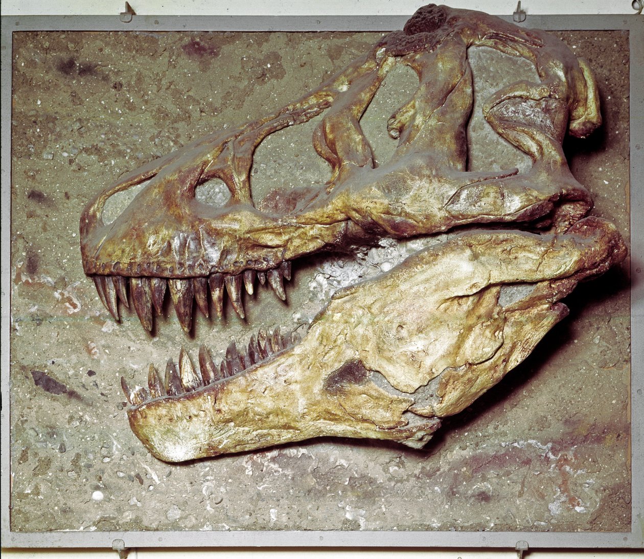 Forhistorie: Dinosaurskalle Tyrannosaurus rex (T Rex eller tyrannosaur). krittperioden. Museo civico di storia naturale, Milano av Prehistoric Prehistoric