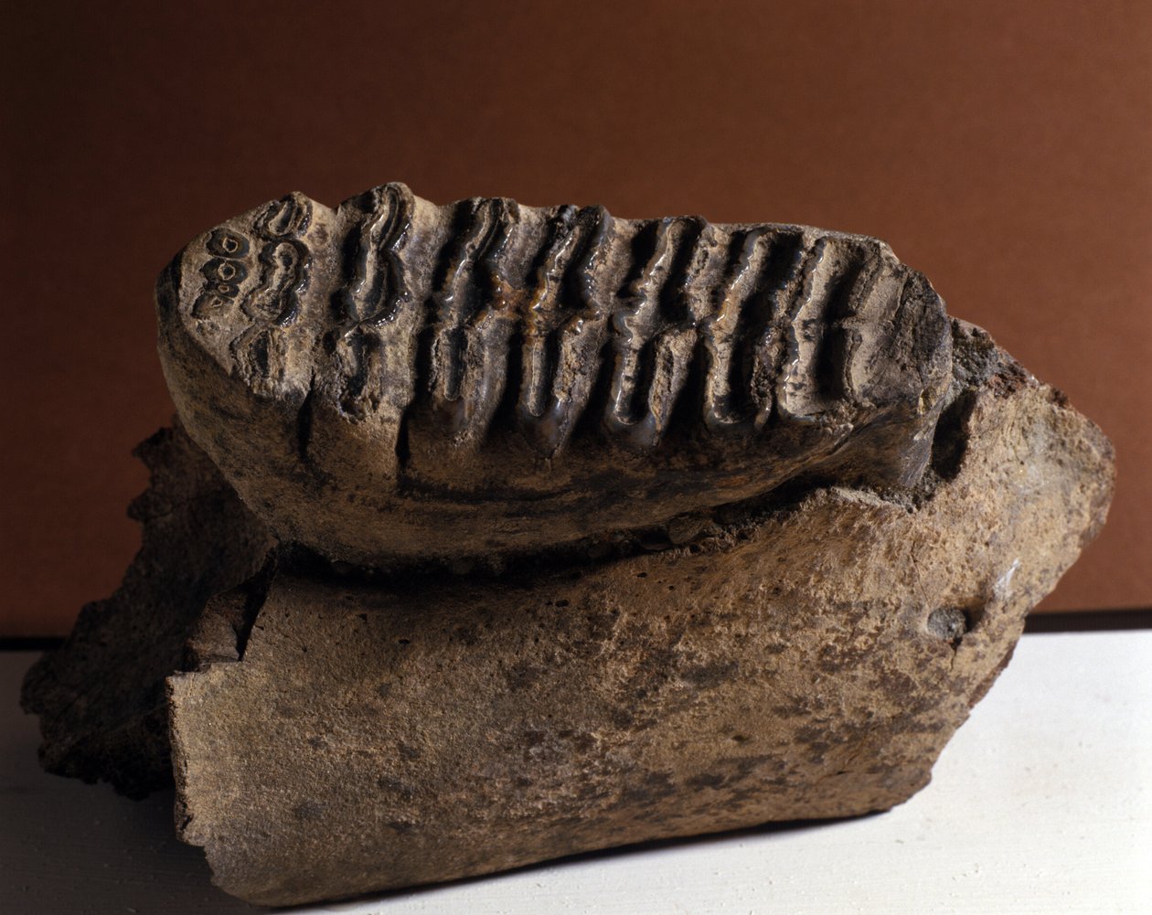 Forhistorie: Elephas tann, stor elefant. Alder av kenozoikum, Periode Pliocene. gjenforent i Manndorf, Østerrike av Prehistoric Prehistoric