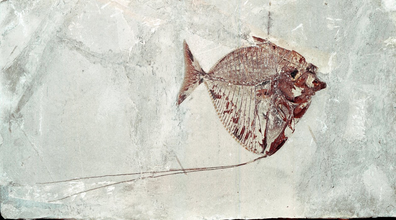 Forhistorie: Mene Rhombea fiskefossil fra stedet Bolca-fjellet (Italia). Eocen periode. Museo civico di storia naturale, Milano av Prehistoric Prehistoric
