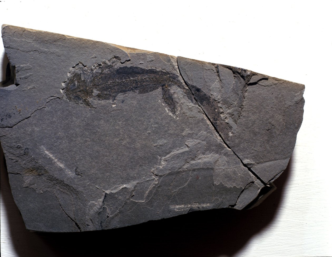 Forhistorie: Perm-tid, paleozoikum. Branchiosaurus (Brahiopode) fossil. Finn i Rotliegen i Tyskland av Prehistoric Prehistoric